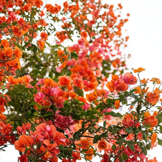 Set of 4 Sundown Orange Bougainvillea Live Plants – 4–6 Inch | Rooted Bougainvillea Starter | Orange-Peach Bracts | Tropical Vine | Ships Without Pot