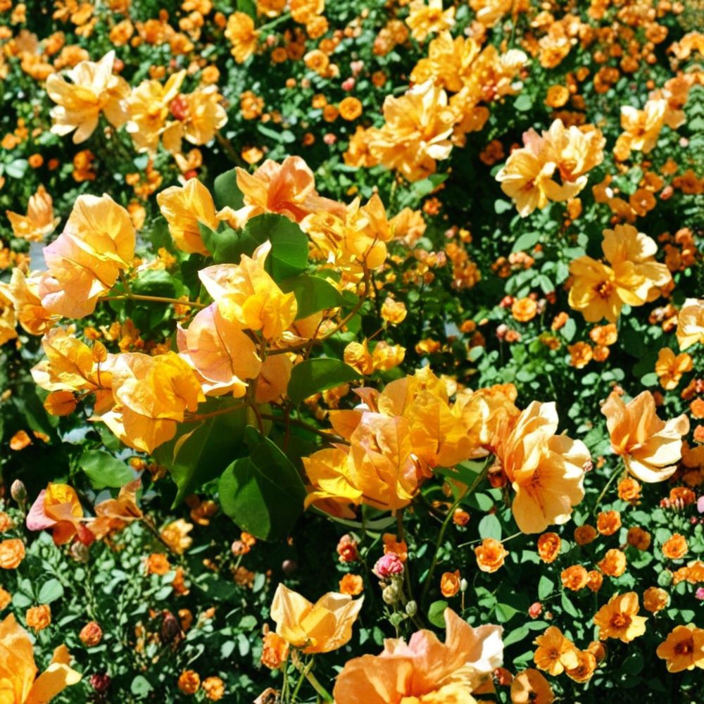 California Gold Bougainvillea Live Starter Plant – Bougainvillea | Well Rooted | 3 Inch Nursery Pot | Golden Yellow Flowering Tropical Vine