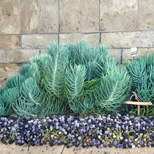 Blue Chalk Sticks Live Succulent Cuttings – 3 Pack | Senecio mandraliscae | 5 Inches Long | Easy to Grow | Drought Tolerant
