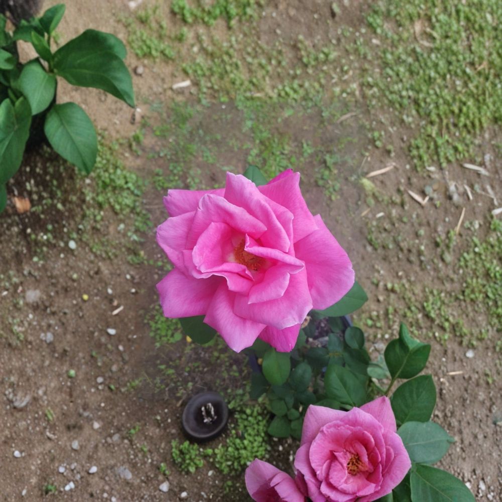 Perfume Delight Hybrid Tea Rose Live Plant – 5 Gallon Size | Fragrant Pink Rose Bush | Large Elegant Blooms | Repeat Flowering Garden Rose | Includes Rooted Live Plant