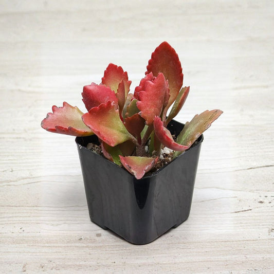 Kalanchoe sexangularis Live Succulent Plant | 2 Inch Pot | Red-Edged Green Foliage | Easy Care Indoor Succulent | Drought Tolerant Plant