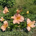 Hemerocallis 'Pewter Pink' Daylily – 3 Bare Root Plants | Grade #1 Roots | Pink Perennial Flower | Hardy Garden Favorite | Easy to Grow