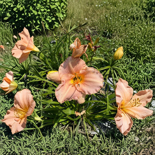 Hemerocallis 'Pewter Pink' Daylily – 3 Bare Root Plants | Grade #1 Roots | Pink Perennial Flower | Hardy Garden Favorite | Easy to Grow