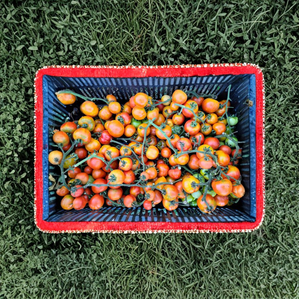 Giallorosso di Crispiano Tomato – Solanum lycopersicum Seeds | 50 Organically Grown Seeds | Rare Italian Keeper Tomato | Garden & Homestead Friendly | Easy to Grow