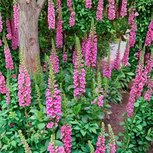 Camelot Pink Foxglove Live Plant – Digitalis purpurea ‘Camelot Pink’ | 2–5 Inches Tall | 3 Inch Pot | Soft Pink Flowers | Pollinator-Friendly Perennial | Zones 4–9