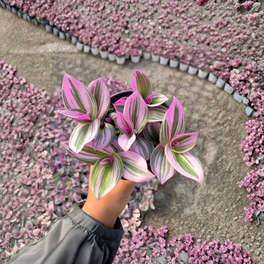 Tradescantia Nanouk Live Plant | 2 Inch Pot | Pink & Purple Striped Houseplant | Easy Care Trailing Indoor Plant