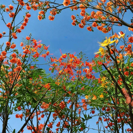 Red Bird of Paradise Live Plant – Caesalpinia pulcherrima | 4–8 Inches Tall | 4 Inch Pot | Tropical Flowering Shrub | Pollinator Plant