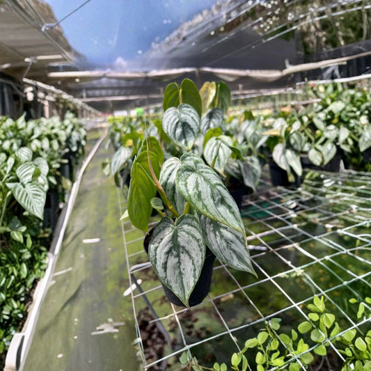 Philodendron Brandtianum ‘Silver Shield’ Live Plant – 4 Inch Pot | Silver Leaf Philodendron | Rare Tropical Aroid | Trailing & Climbing Houseplant