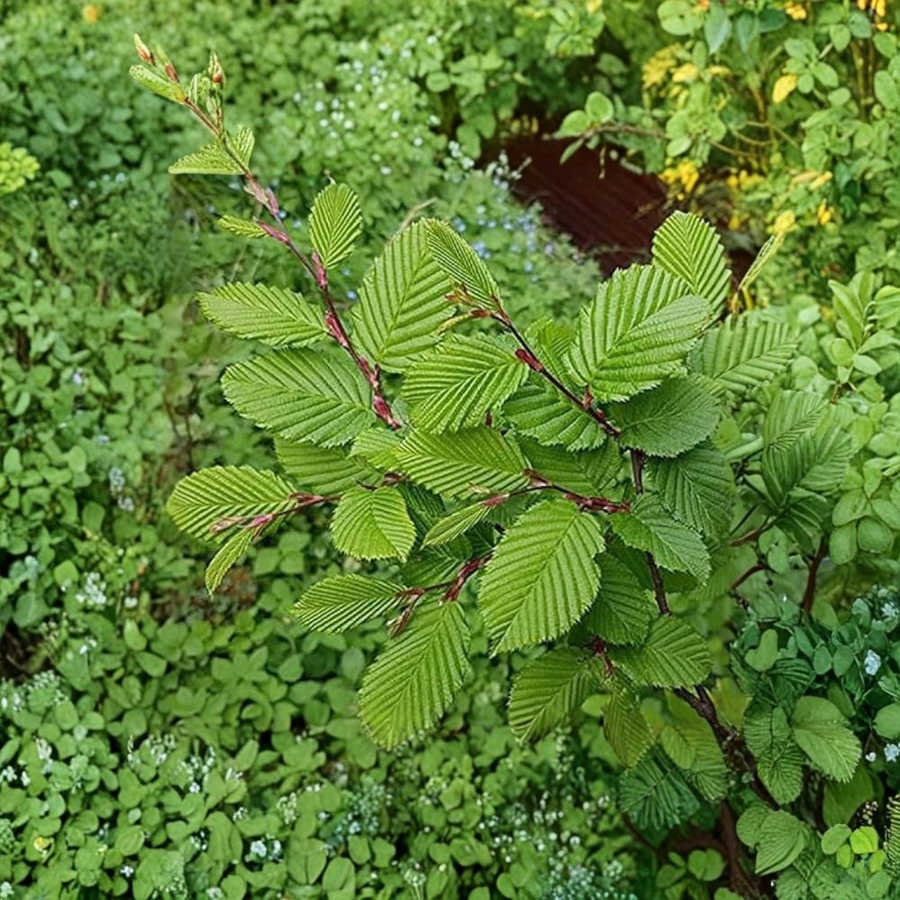 Live American Hornbeam Plant – Carpinus caroliniana 10–12 Inch | Quart Pot | Shade-Tolerant Native Tree | Blue Beech | Fall Color