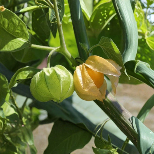 Husk Ground Cherry – Physalis pruinosa | 3 Live Seedlings 6–10 Inches Tall | Includes 3 Inch Pots | Cape Gooseberry Fruit Plant | Edible Garden Starter