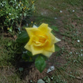 Oregold Grandiflora Rose Live Plant – 1 Gallon Size | Golden Yellow Rose Bush | Repeat Blooming Grandiflora Rose | Landscape & Garden Favorite | Includes Rooted Live Plant