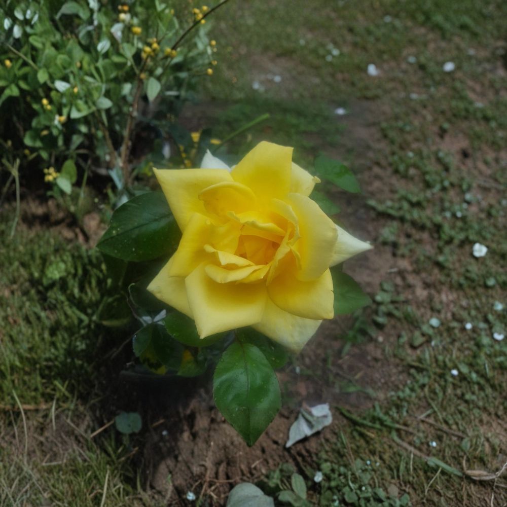 Oregold Grandiflora Rose Live Plant – 1 Gallon Size | Golden Yellow Rose Bush | Repeat Blooming Grandiflora Rose | Landscape & Garden Favorite | Includes Rooted Live Plant