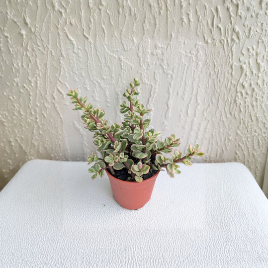 Variegated Portulacaria Afra Jade Bush Live Plant – 3 Inch Pot | Variegated Elephant Bush Succulent | Easy Care Indoor & Outdoor Plant | Rare Succulent