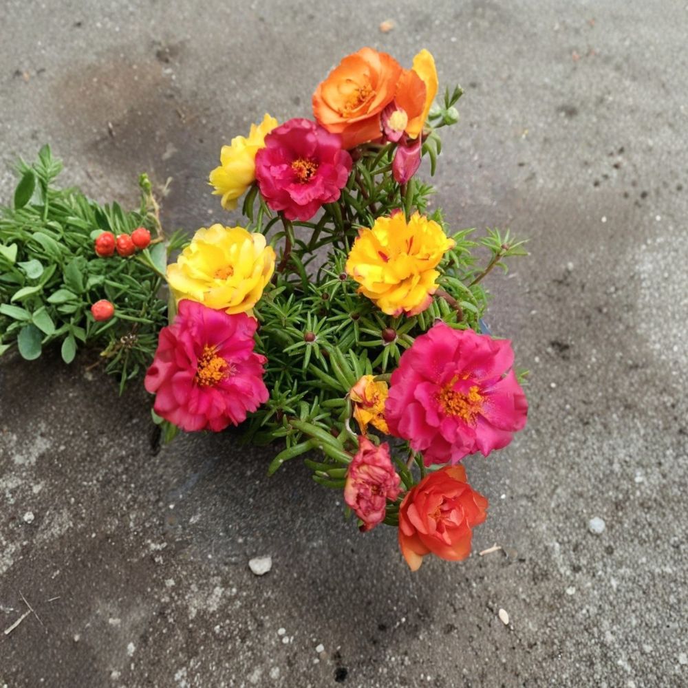 Moss Rose Live Plant – Portulaca grandiflora | 4 Inch Nursery Pot | Mixed Double Bloom Succulent | Colorful Ground Cover