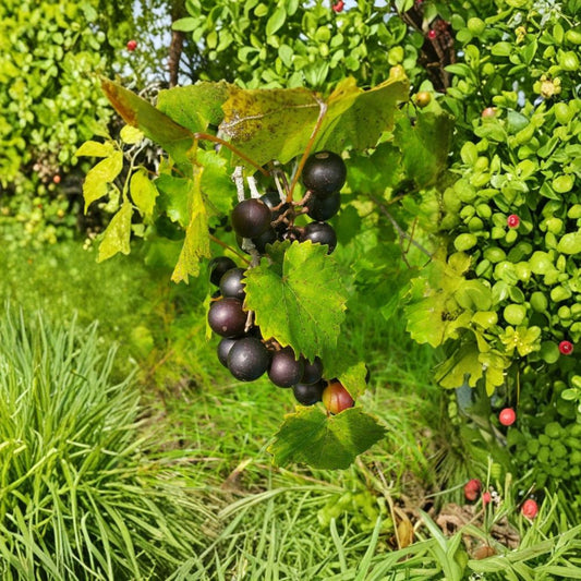 Delicious Muscadine Grape Vine – Vitis rotundifolia Live Starter Plant | Self-Fertile Grape Vine | Bare Root | 3–4 Inch Plant | Edible Fruit | Southern Garden & Backyard Orchard