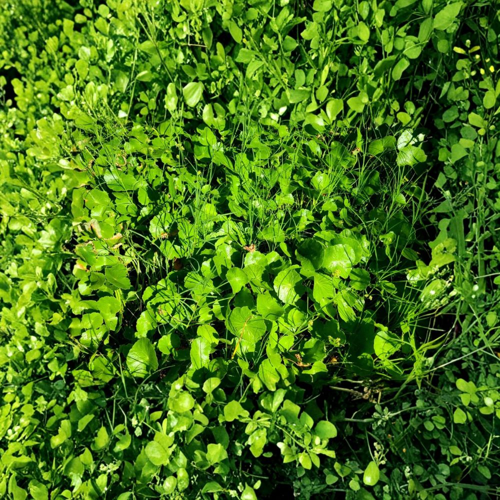 Pennywort / Gotu Kola / Centella asiatica – 15 Live Rooted Starter Plants | Healthy Rooted Cuttings | Includes Secure Packaging | Medicinal Herb | Garden, Pots & Ground Cover