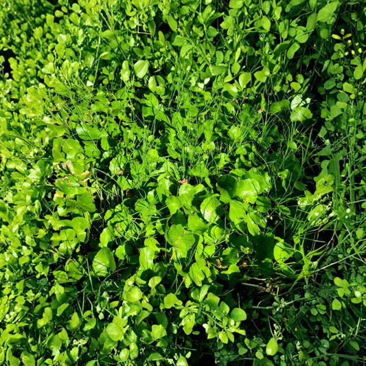 Pennywort / Gotu Kola / Centella asiatica – 15 Live Rooted Starter Plants | Healthy Rooted Cuttings | Includes Secure Packaging | Medicinal Herb | Garden, Pots & Ground Cover