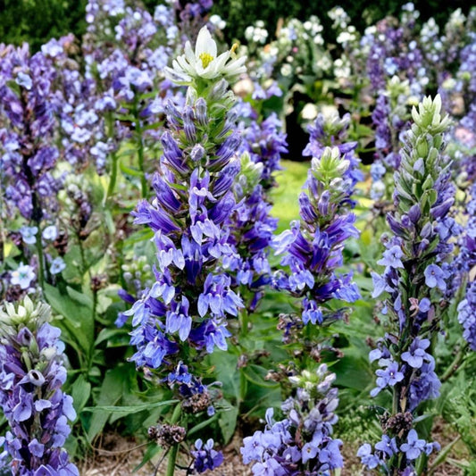 Great Blue Lobelia – Lobelia siphilitica Live Plant | 3 Inch Starter Pot | Blue Flowering Native Perennial | Pollinator Friendly