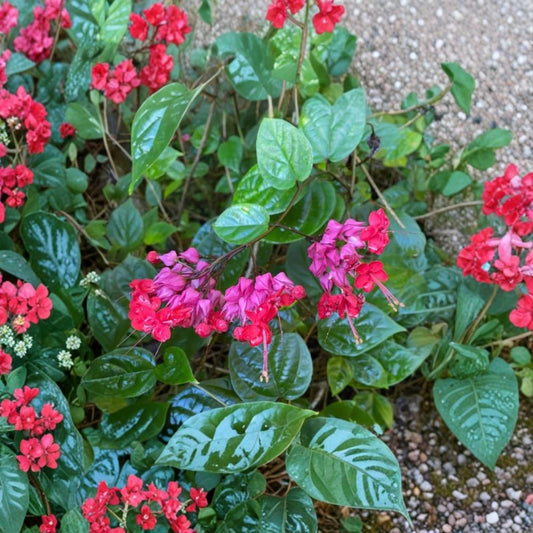 2 Live Red Bleeding Heart Vine Plants – Clerodendrum thomsoniae | 4–6" Rooted Starters | Tropical Flowering Vine | No Pot