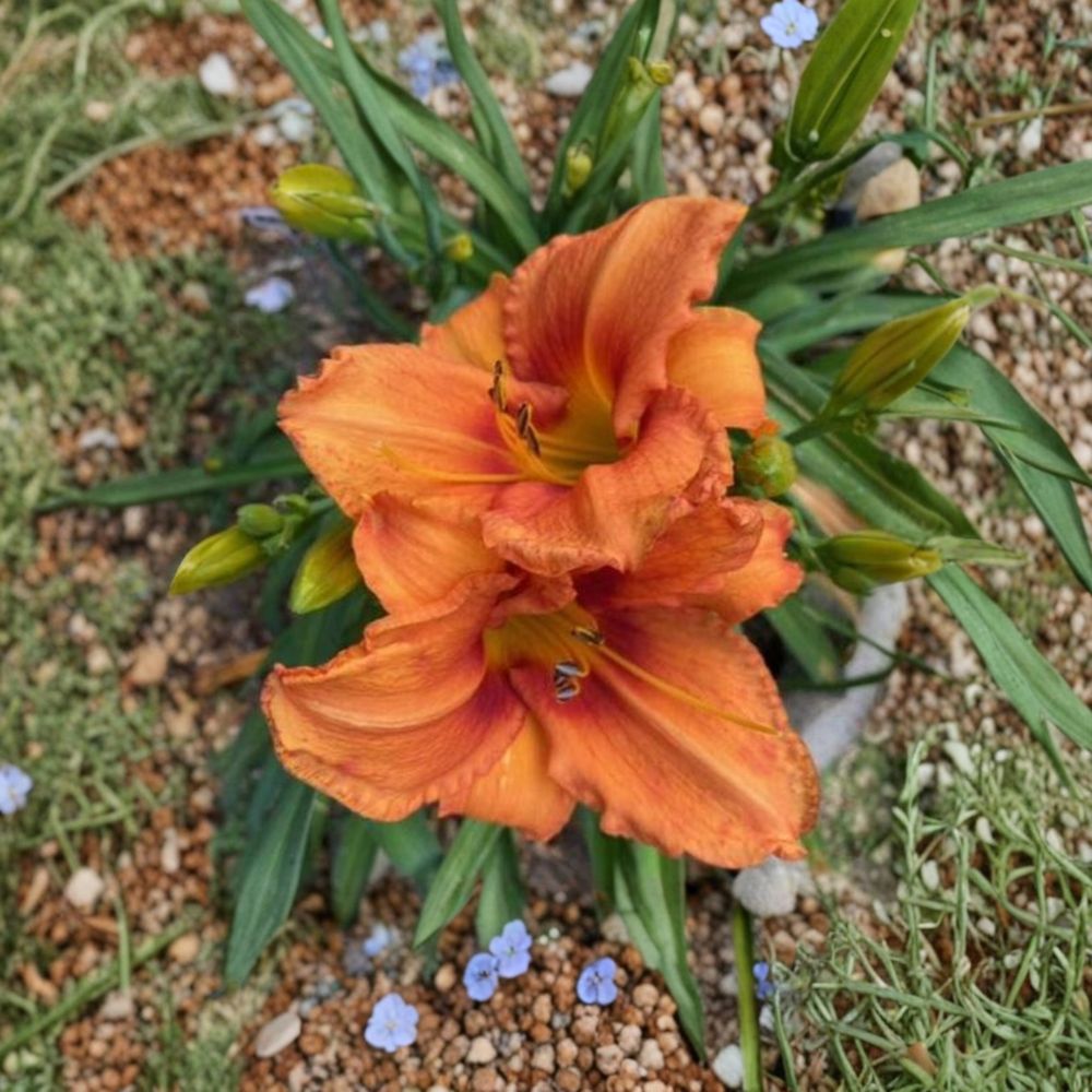 Hemerocallis 'Leebea Orange Crush' Daylily – 3 Bare Root Plants | Grade #1 Roots | Vibrant Orange Perennial Flower | Hardy Garden Favorite | Easy to Grow