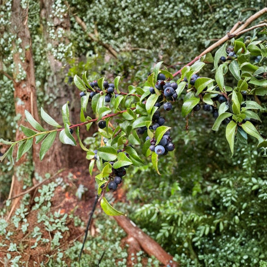Wild Huckleberry Live Plant – Vaccinium spp. Native Edible Berry Shrub | 3–6 Inch Starter Plant | 3 Inch Pot | Woodland Garden Fruit Plant | Dark Blue Berries | Zones 4–8