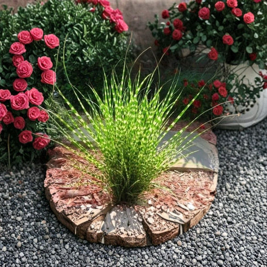 Zebra Maiden Grass Live Plant – Miscanthus sinensis 'Zebrinus' | 3+ Year Well-Rooted Clump | Semi Bare Root | Ornamental Landscape Grass