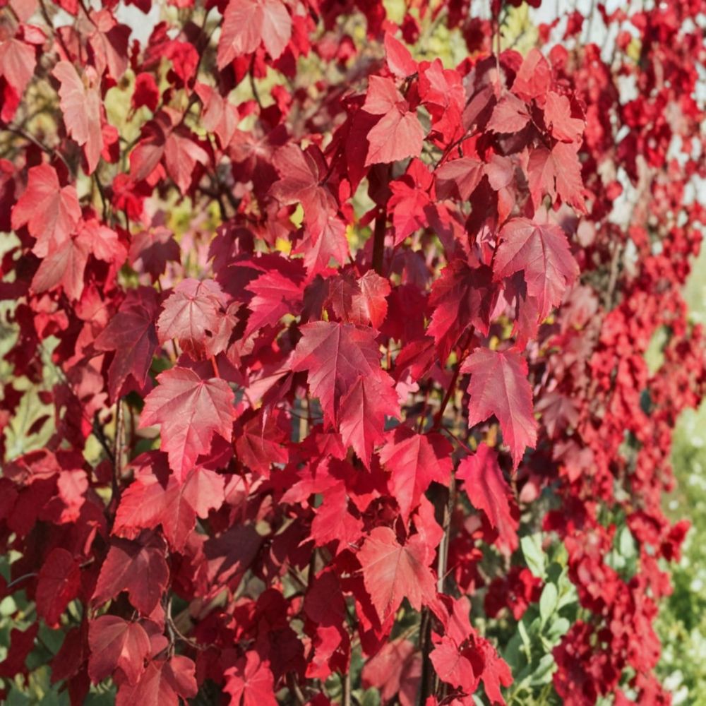 Brandywine Maple Tree – Acer rubrum 'Brandywine' | 2 Live Plants | 4–6 Inches Tall | 3-Inch Nursery Pots | Fast-Growing Landscape Shade Tree