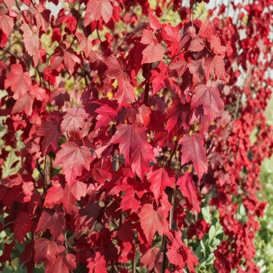 Brandywine Maple Tree – Acer rubrum 'Brandywine' | 2 Live Plants | 4–6 Inches Tall | 3-Inch Nursery Pots | Fast-Growing Landscape Shade Tree
