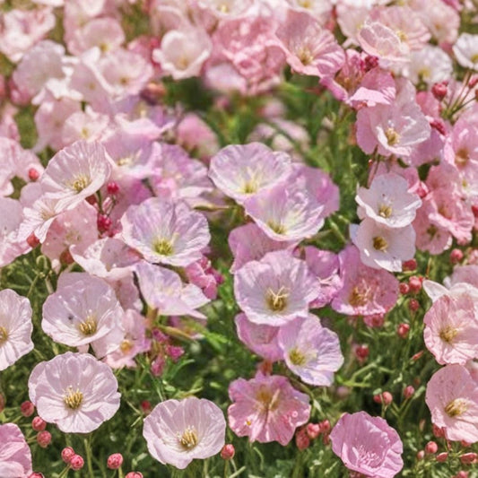 Twilight Primrose Live Plant | Bare Root Starter | Evening Primrose Flower | Easy Care Perennial | Garden & Pollinator Friendly