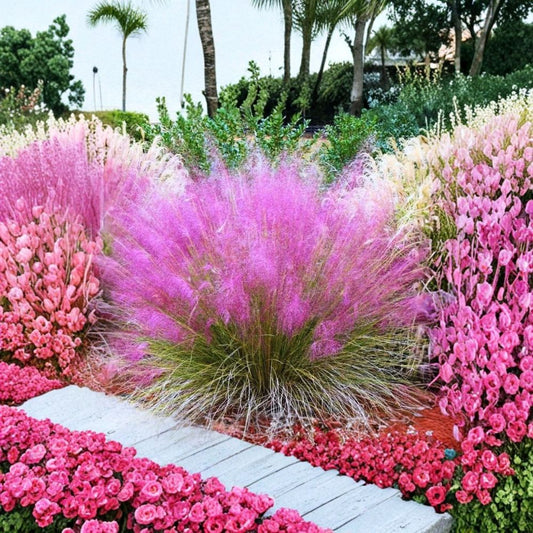 Pink Muhly Grass Live Plant – Muhlenbergia capillaris | 4 Inch Nursery Plant | Ornamental Pink Flowering Grass | Full Sun Landscape Plant | Easy to Grow