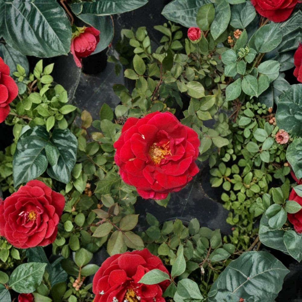 Mr. Lincoln Red Hybrid Tea Rose Live Plant – 5 Gallon Size | Deep Red Fragrant Rose Bush | Large Elegant Blooms | Classic Garden Rose | Includes Rooted Live Plant
