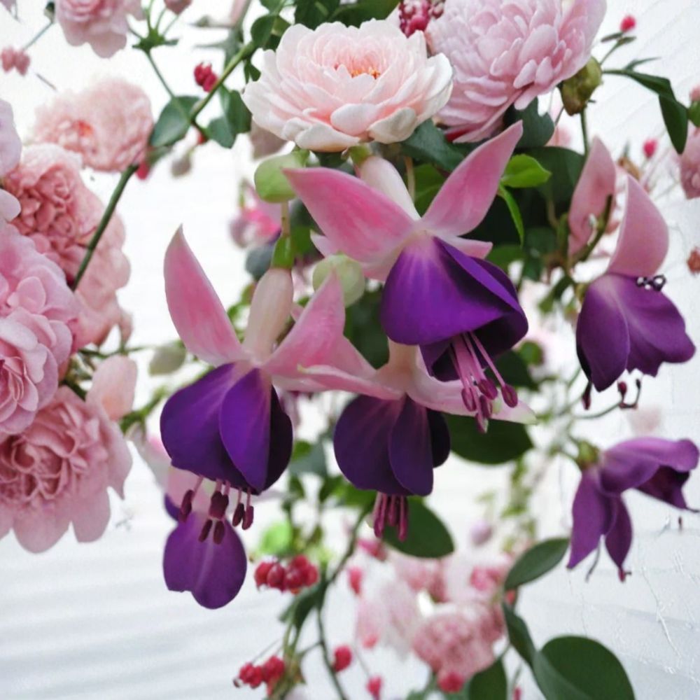 Lena Fuchsia Live Plant – 2–6 Inches Tall | 5 Inch Pot | Double Pink & Purple Blooms | Hanging Basket Favorite