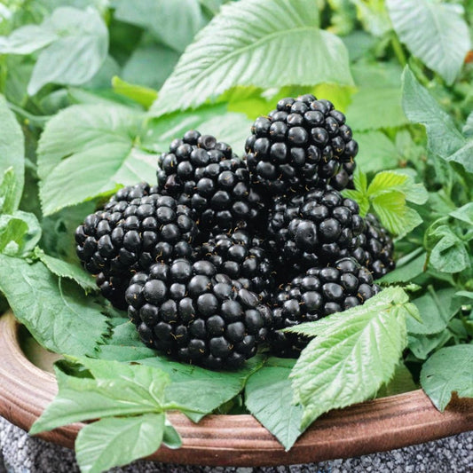 2 Blackberry Plants – Live Sweet Blackberry Fruit Plants | 3 Inch Pots | Juicy Edible Berry Bush | Fresh Fruit Garden Starter | 2 Pack