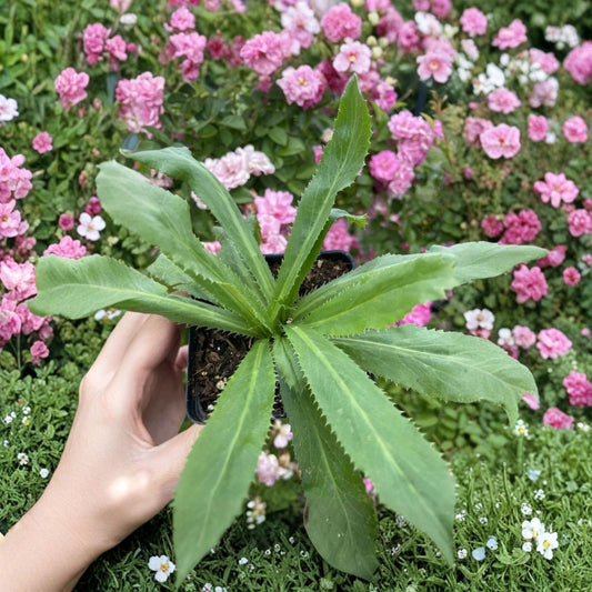 Culantro Live Plants – 2–3 Plants in 3.5 Inch Pot | Ngo Gai Herb | Fresh Culinary Herb | Vietnamese Coriander | Drought Tolerant | Garden & Container Friendly