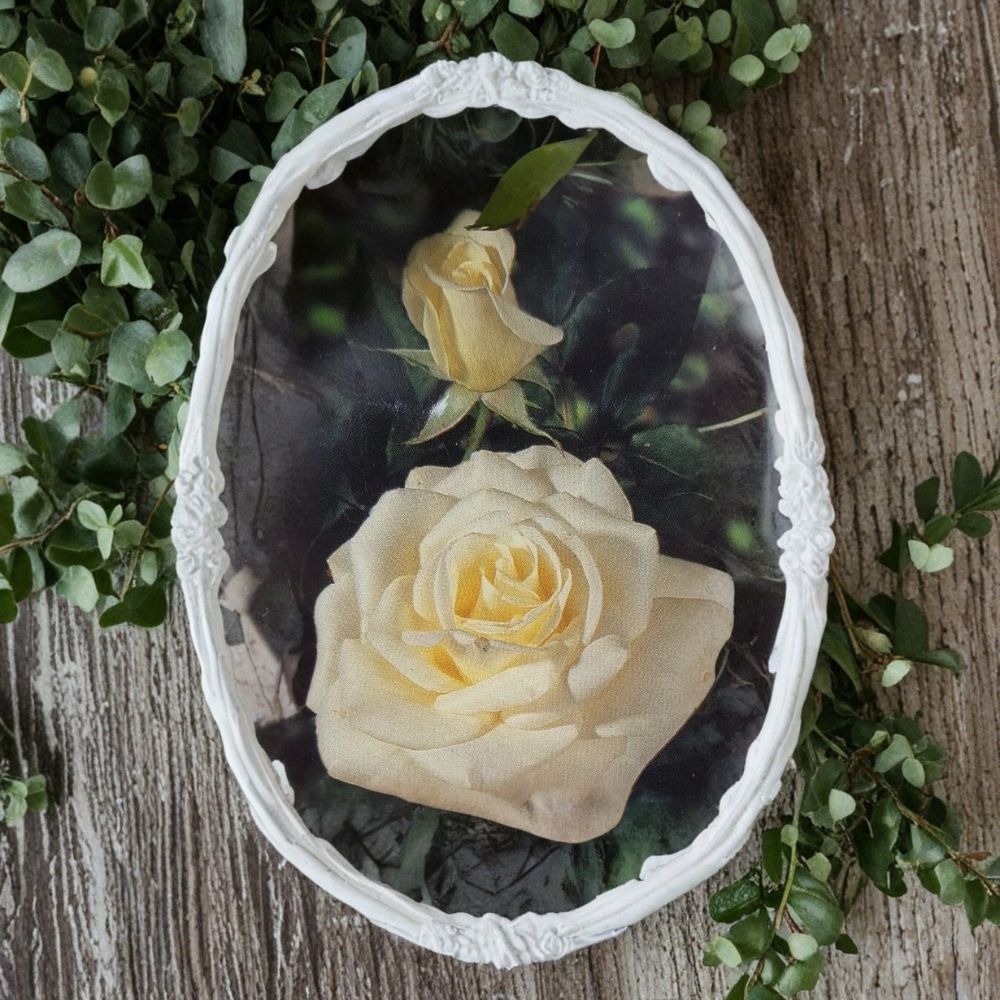 John F. Kennedy Rose – Hybrid Tea Rose Live Plant | 3 Gallon Size | Elegant White Blooms | Classic Garden Rose | Full Sun Flowering Shrub