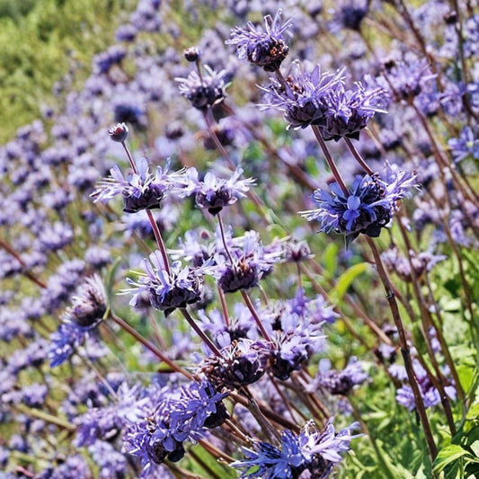 Cleveland Sage Live Plant Cuttings – Salvia clevelandii | 7 Pack | 6 Inch Cuttings | Blue Purple Flowers | Drought Tolerant Evergreen | Outdoor Mediterranean Garden Plant