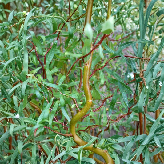 Scarlet Curls Corkscrew Willow Live Plant – 1 Quart | Salix matsudana ‘Scarlet Curls’ | Twisted Branches | Ornamental Willow Tree | Ships in Grow Bag