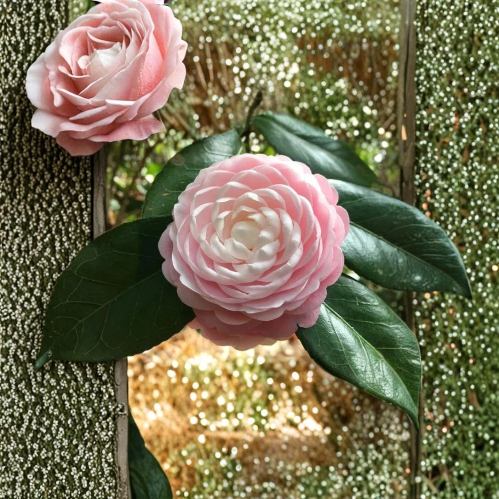Pink Perfection Camellia Japonica Live Starter Plant | 3 Inch Pot | Rare Evergreen Flowering Shrub | Hardy Landscape Plant | Ships in Pot