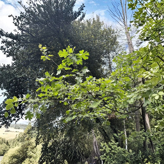 California Black Oak Tree – Quercus kelloggii Live Bare Root Seedling | 6–10 Inches Tall | Native Shade Tree | Acorn Producing Oak | Drought Tolerant | Zones 5–10