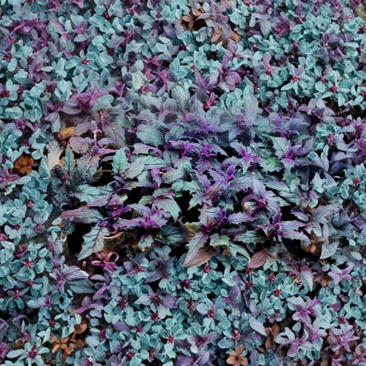Purple Passion Plant – Gynura aurantiaca Live Plant | 3 Inches Tall | Rooted Starter Plant | Purple Velvet Houseplant | Easy to Grow