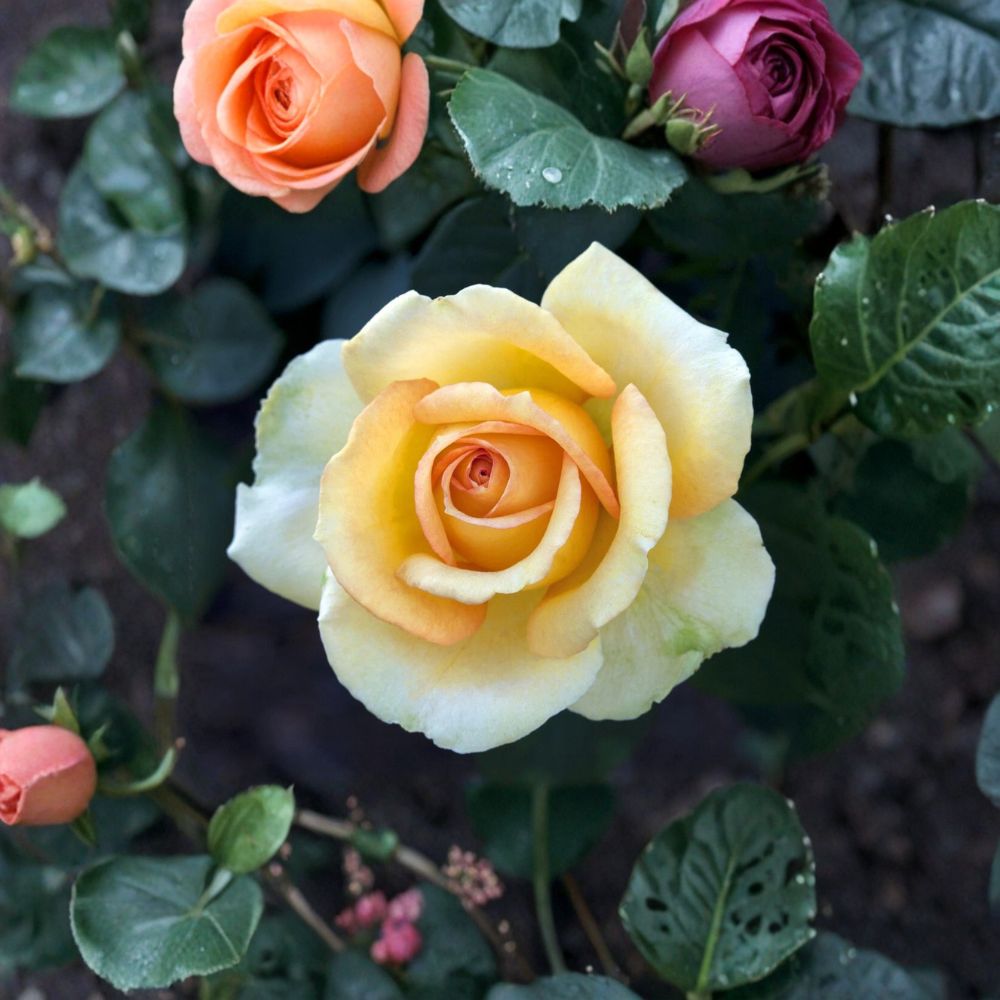 Gold Medal Grandiflora Rose Live Plant – 3 Gallon Size | Yellow Orange Rose Bush | Large Repeat Blooming Rose | Landscape & Cut Flower Favorite | Includes Rooted Live Plant