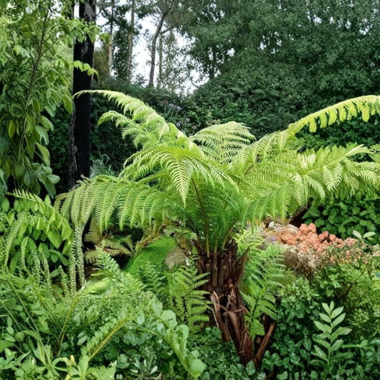 Australian Tree Fern Live Plant – Sphaeropteris cooperi | 6–8 Inches Tall | 4 Inch Nursery-Grown Starter | Lacy Tropical Fern | Ships Without Pot