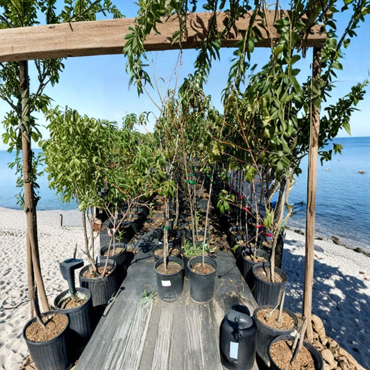 Flavor Rich Peach Tree – 4–6 Ft Tall Live Fruit Tree | Sweet Freestone Peaches | Self-Pollinating Peach Tree | Backyard Orchard Favorite | Includes Rooted Live Plant