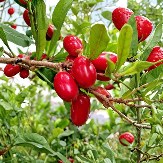 Miracle Fruit Tree – Synsepalum dulcificum Live Plant | 2 Feet Tall | 3 Gallon Pot | 1–2 Year Old | Tropical Fruit Plant | Sweet Taste Berry