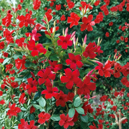 Red Mandevilla Live Plants – 2 Starter Plants | 4–6 Inches Tall | Bare Root | Tropical Flowering Vine