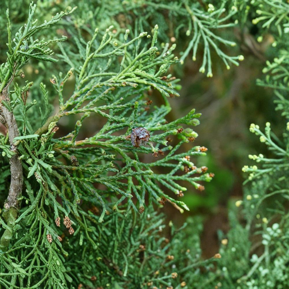 Little Jamie Atlantic White Cedar – Live Native Dwarf Evergreen | 1 Gallon Pot | Chamaecyparis thyoides | Compact Conifer