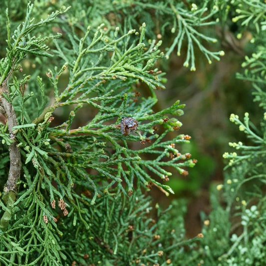Little Jamie Atlantic White Cedar – Live Native Dwarf Evergreen | 1 Gallon Pot | Chamaecyparis thyoides | Compact Conifer