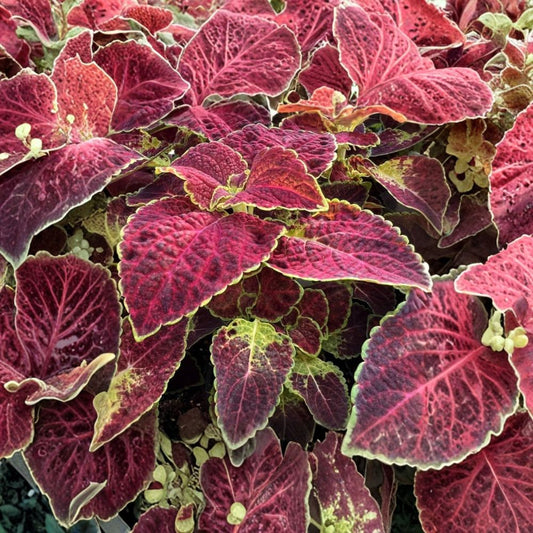 Set of 3 Dipt In Wine Coleus – Live Plectranthus scutellarioides | 3–6 Inch Starter Plants | Burgundy Wine & Green Foliage | No Pot | Shade Garden Plant