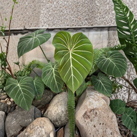 Philodendron Gloriosum Live Plant – 4–8 Inch Starter | Large Heart-Shaped Velvet Foliage | Tropical Aroid Houseplant | Rare Indoor Plant | Ships Without Pot