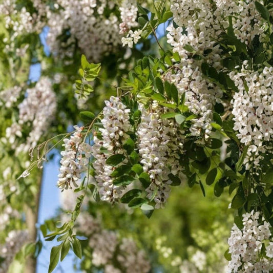 Black Locust Sapling Live Plant – Bare Root Tree | Robinia pseudoacacia | Fast-Growing Shade Tree | Natural Garden Plant